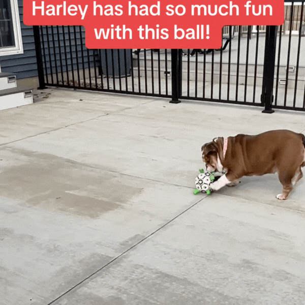 Furry Frenzy Soccer Tag Ball: Unstoppable Play Ball