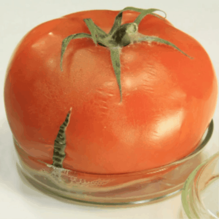 Freshmate Electric Mason Jar Vacuum Sealer.
