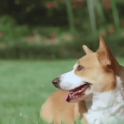 Furry Frenzy Soccer Tag Ball: Unstoppable Play Ball