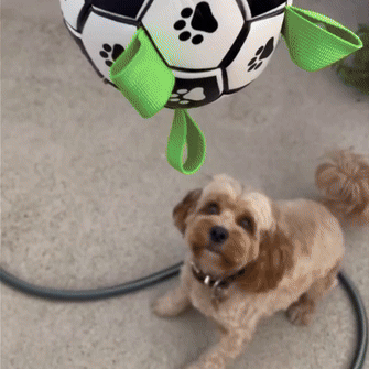 Furry Frenzy Soccer Tag Ball: Unstoppable Play Ball